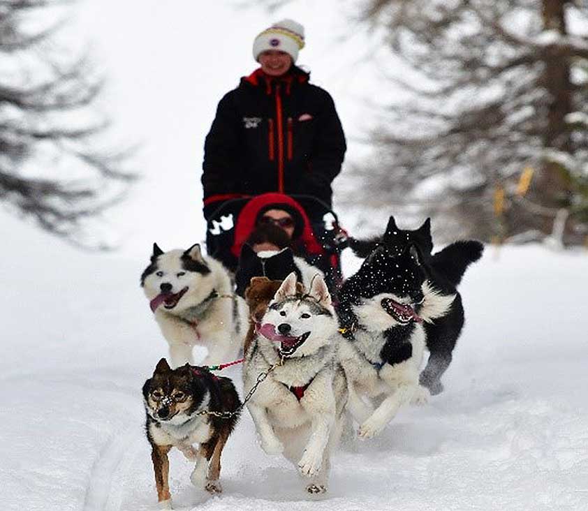 Chiens de traineaux de la  Forêt Blanche